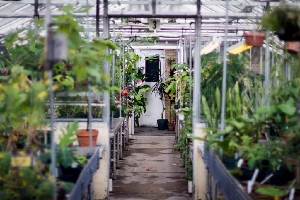 greenhouse interior