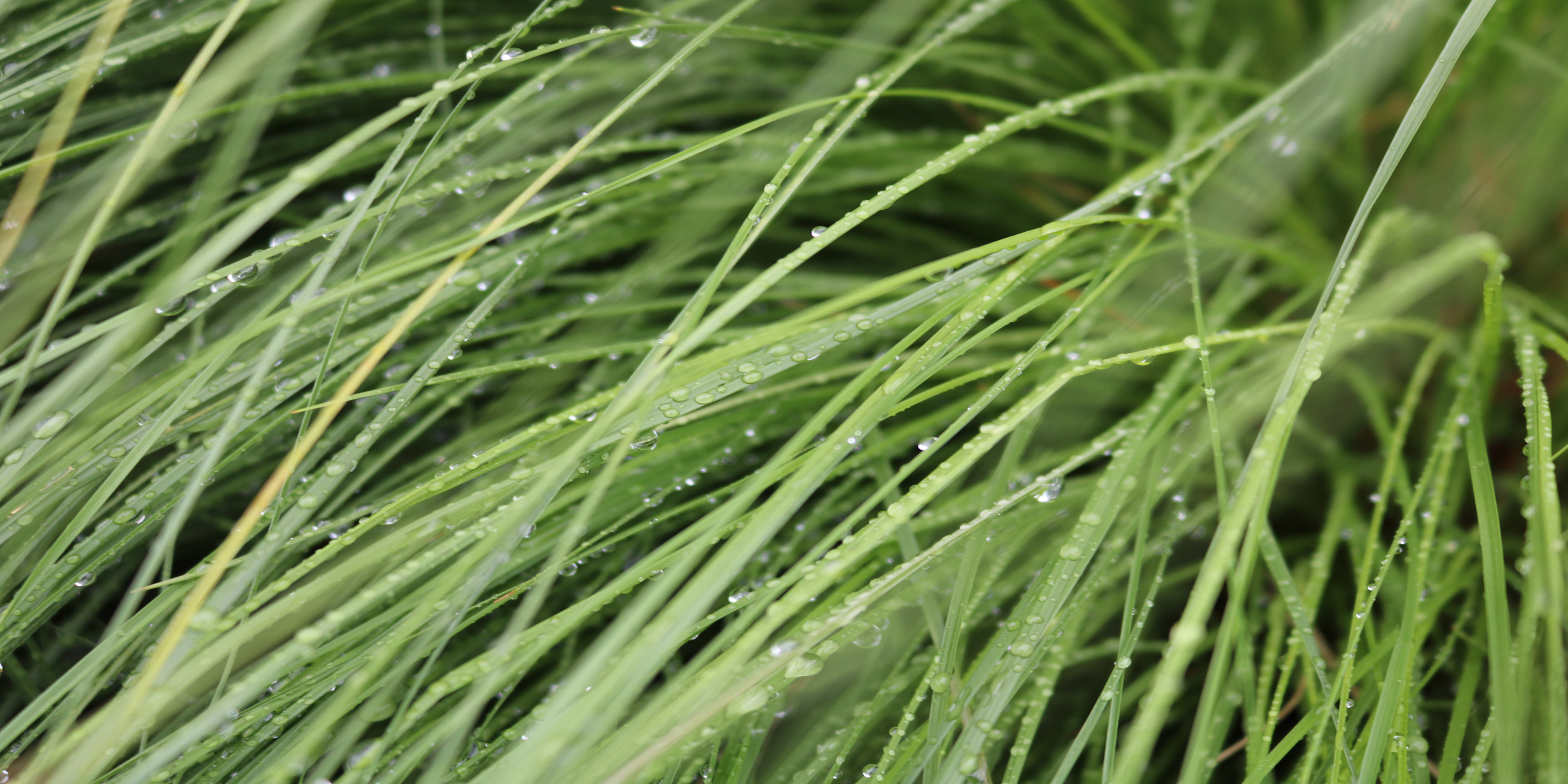 dew on grass