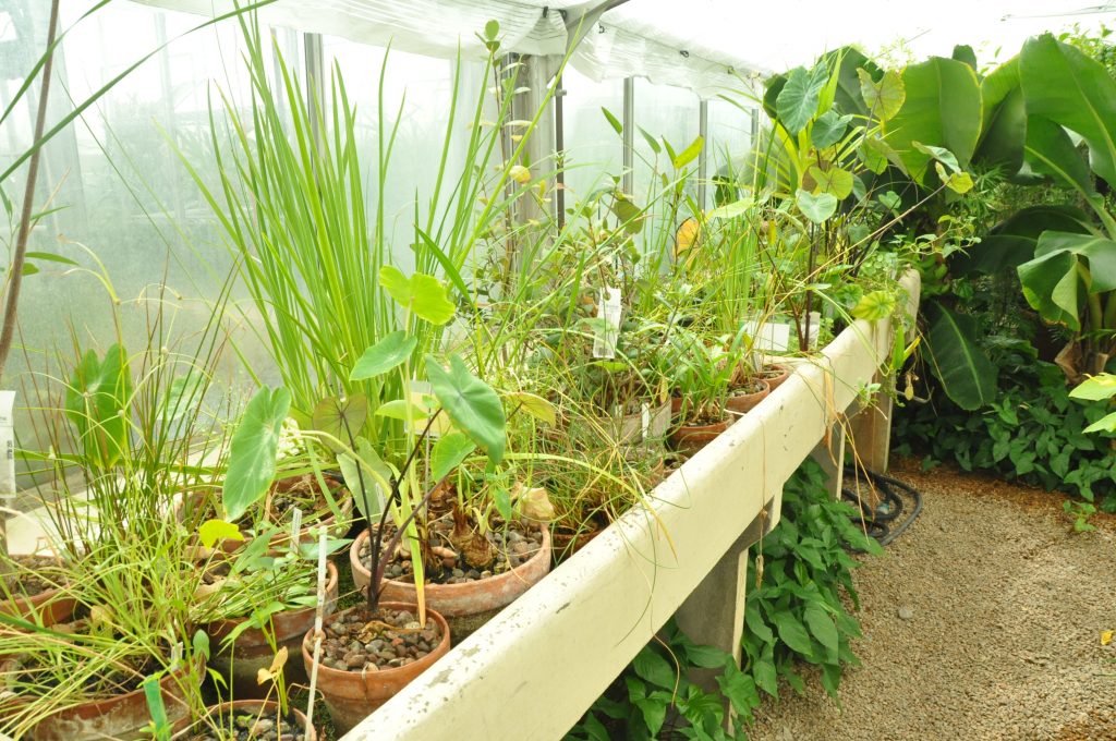 aquatic plants