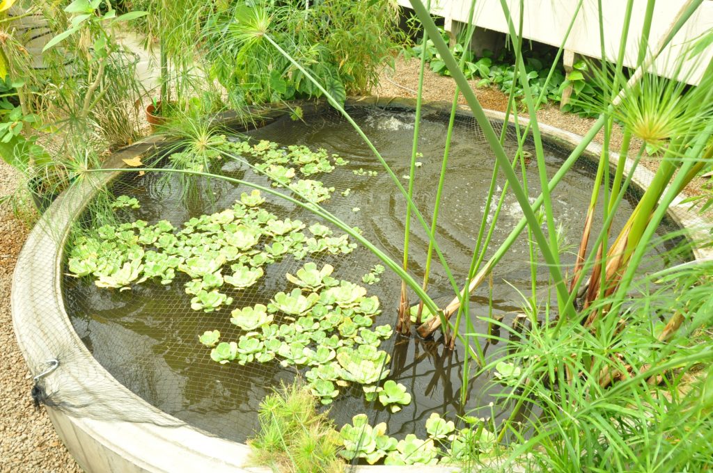 koi pond