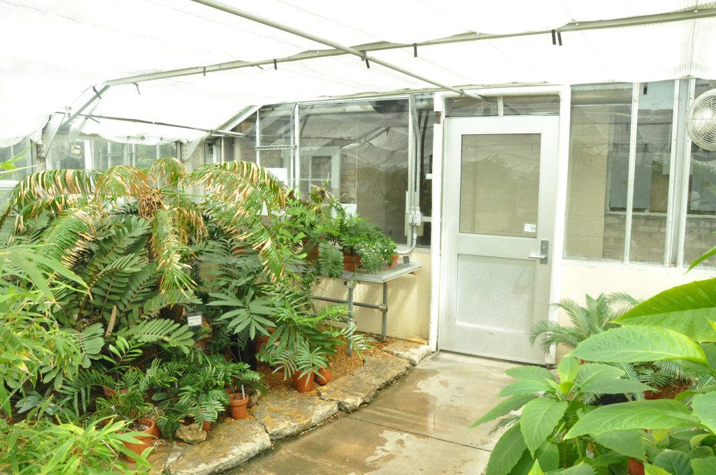 cycads