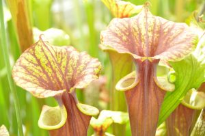 pitcher plants