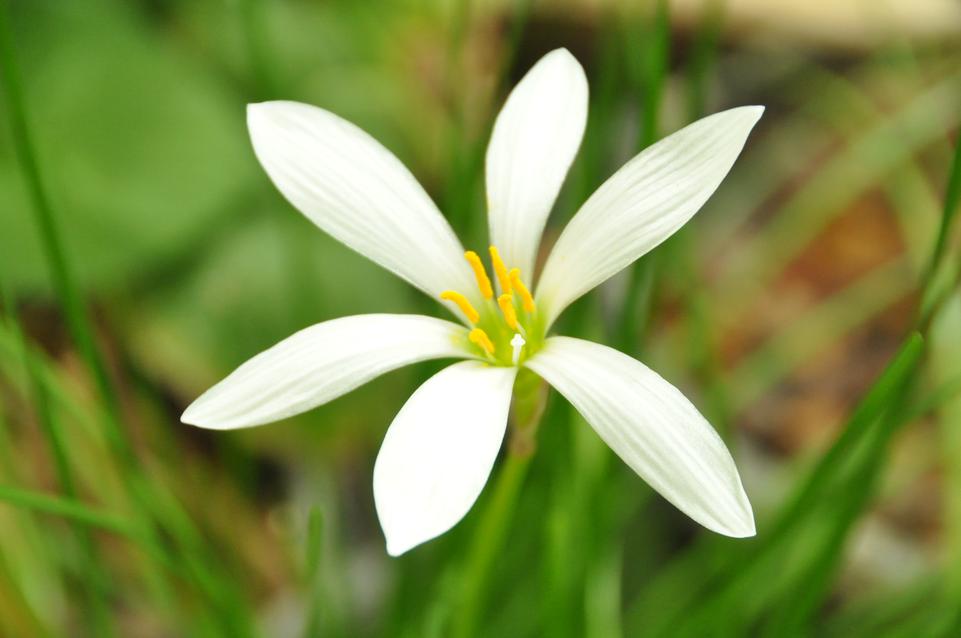 decorative flower photo