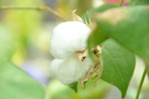 cotton in boll