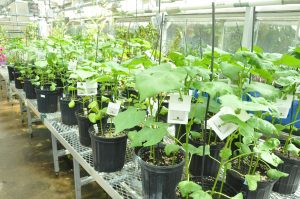 cotton plants growing in a greenhouse