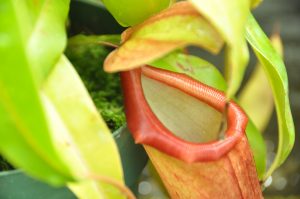 nepenthes plant