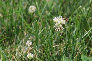Clover Bee