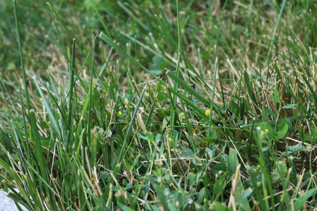 Flowers in Lawn