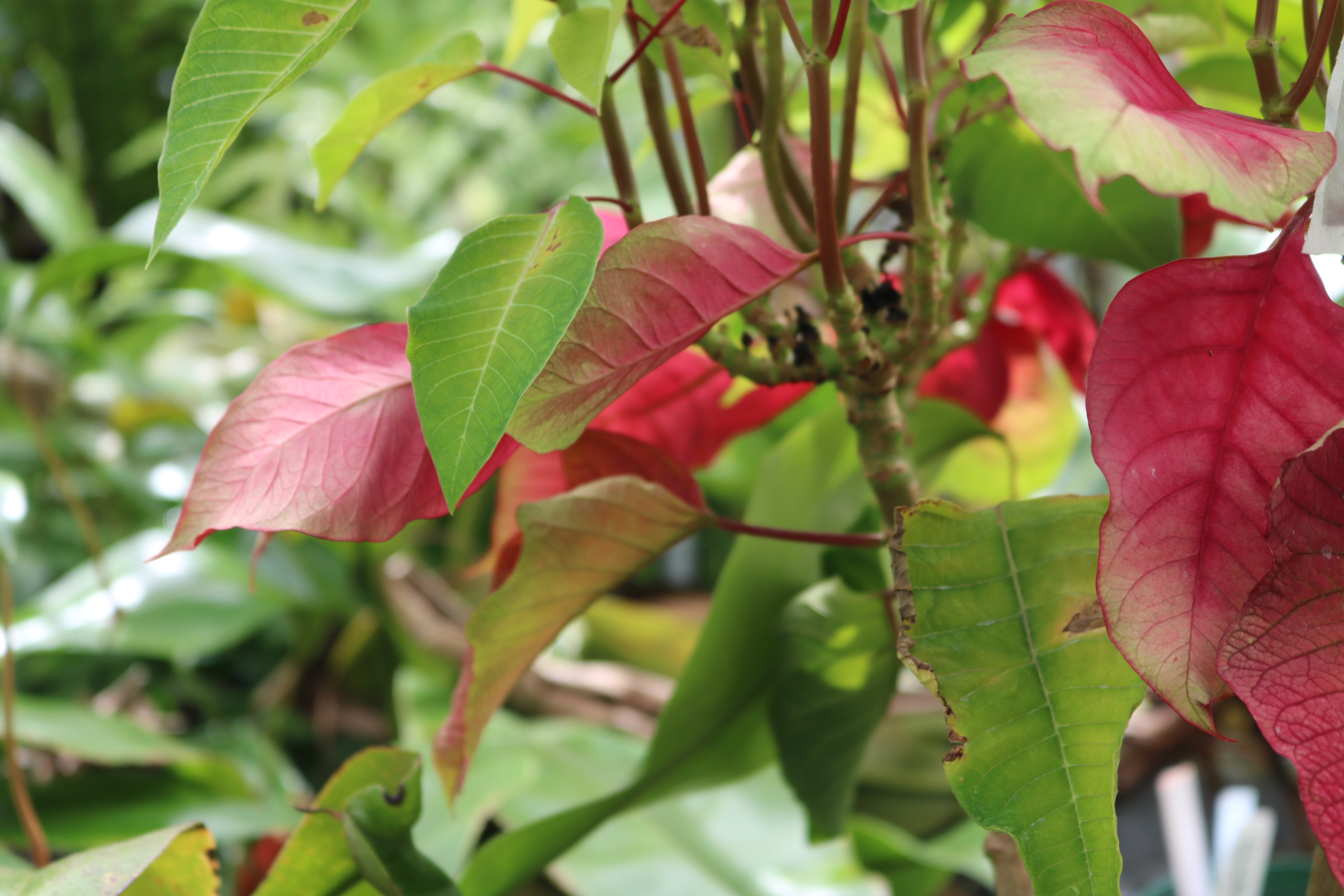 Red and Green Leaves of a Poinsettia