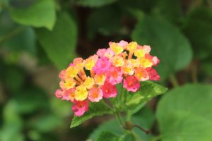 Lantana