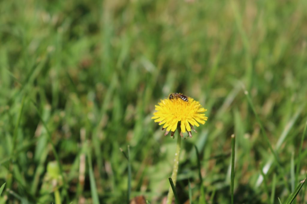 Dandelion & Bee