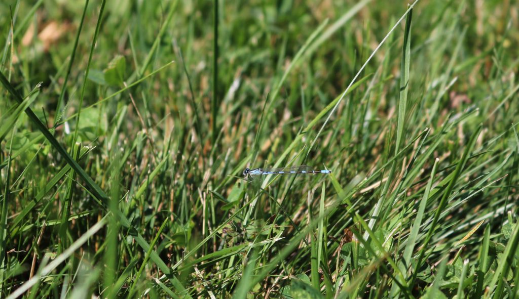 Blue Damselfly