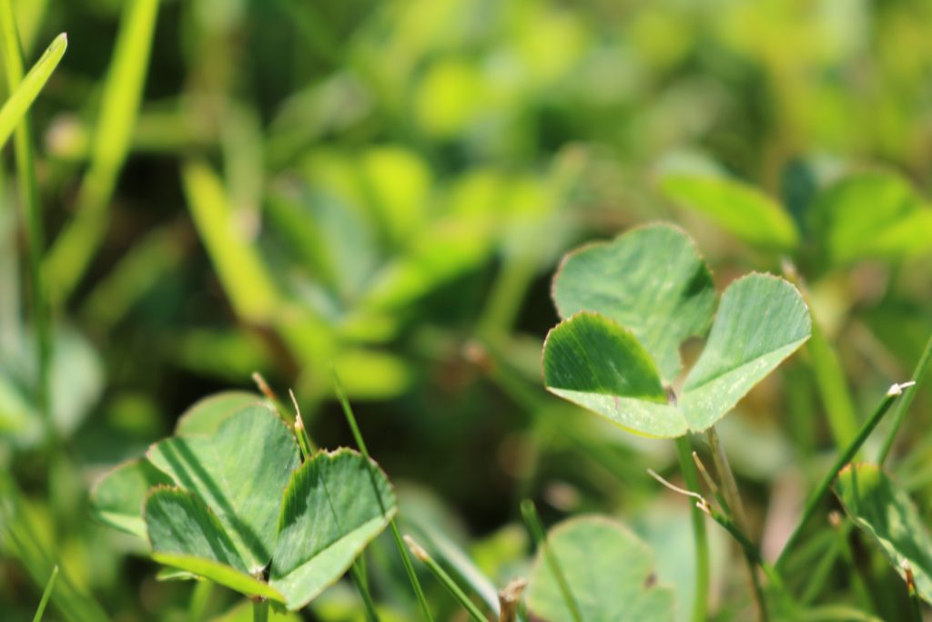 Clover