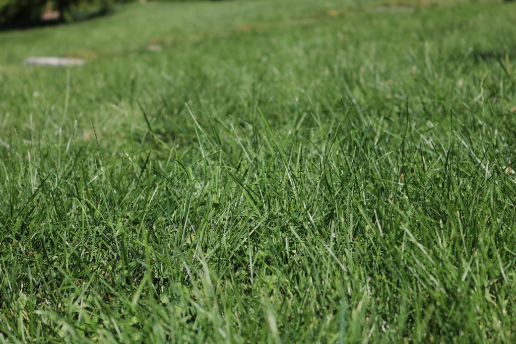Organic Lawn