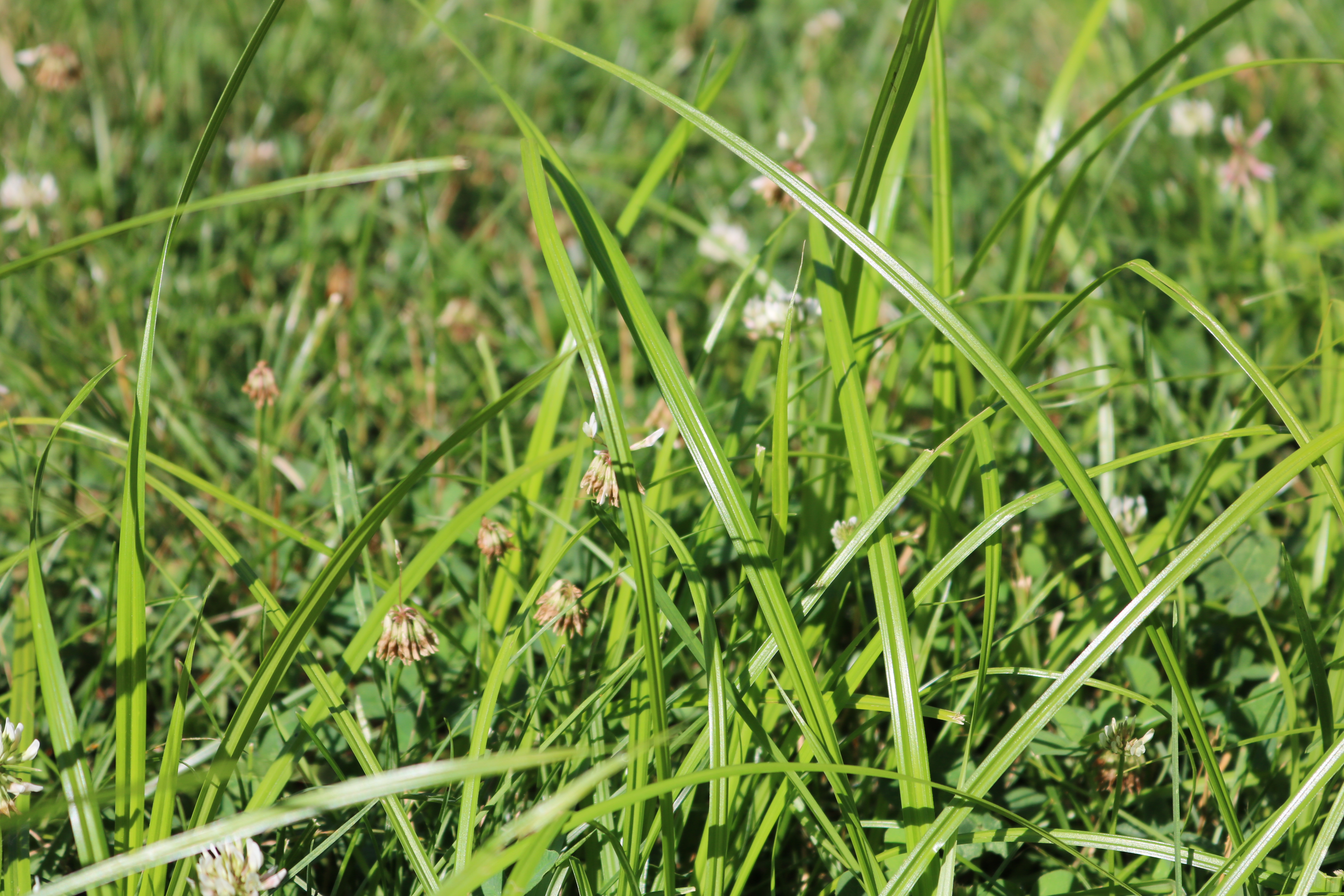 Green Grass