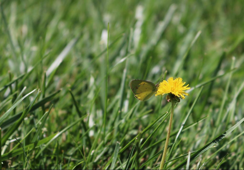 Clouded Yellow Butterfly