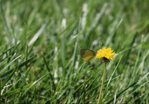 Clouded Yellow Butterfly