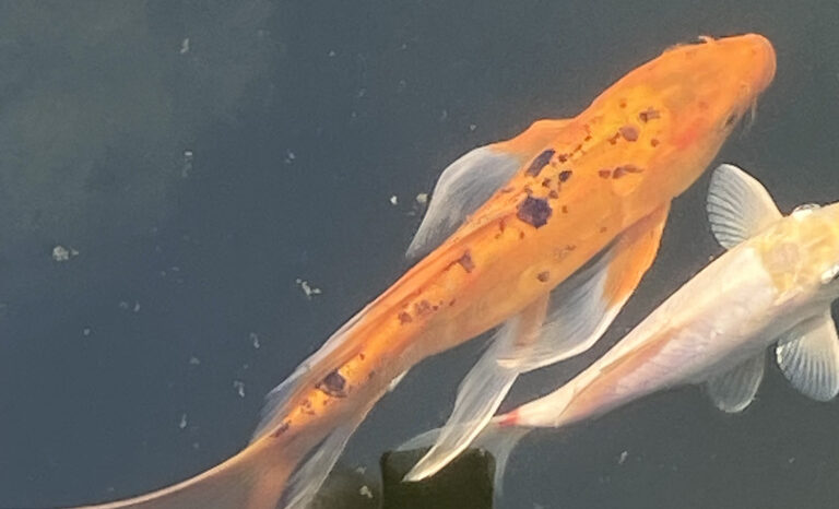 koi fish in a pond