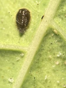 Stethorus beetle on leaf