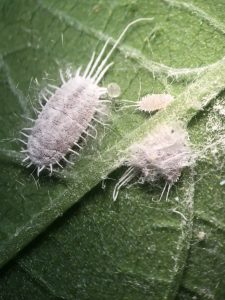 long tail mealybug