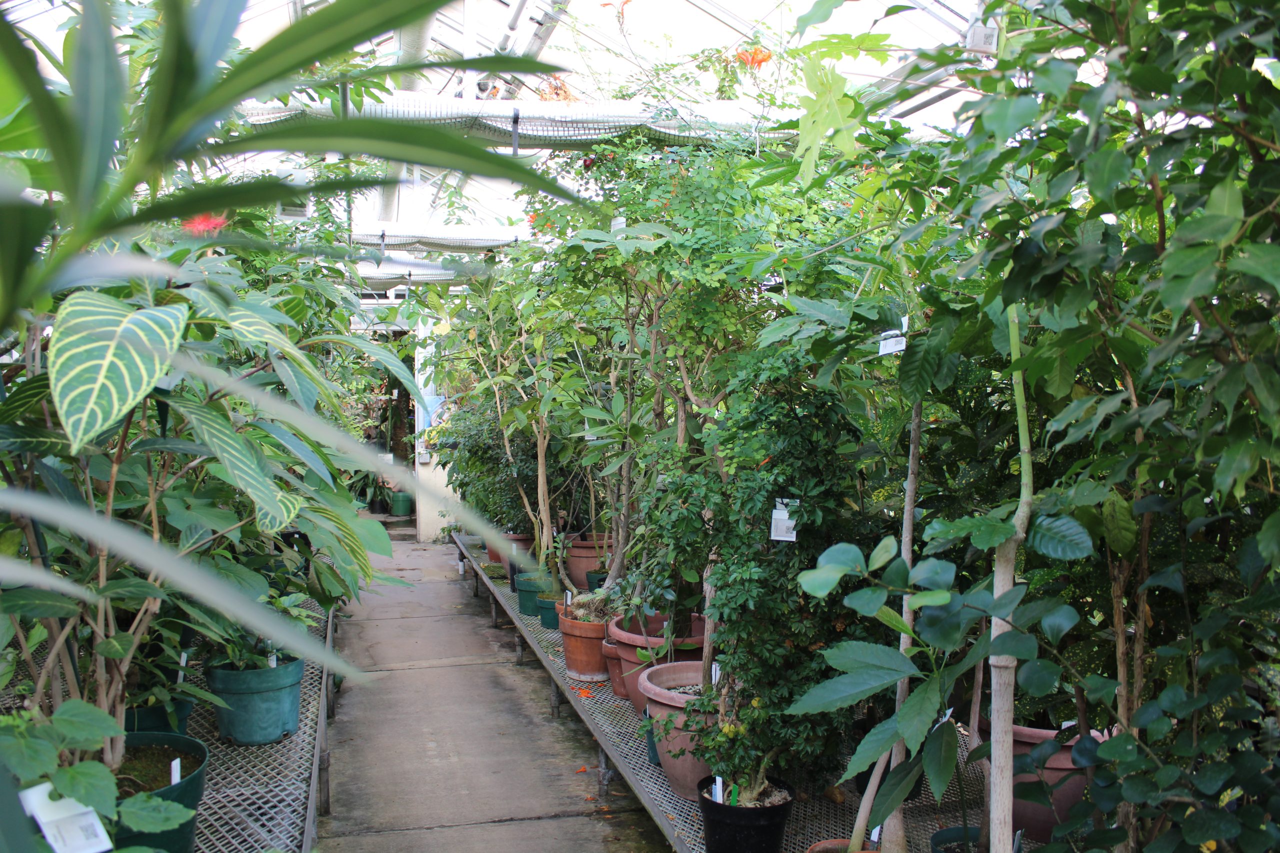 greenhouse photo