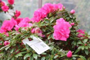 predatory mite sachet on Rhododendron