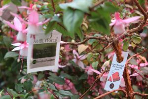 Biocontrol release sachets and card on fuchsia plants