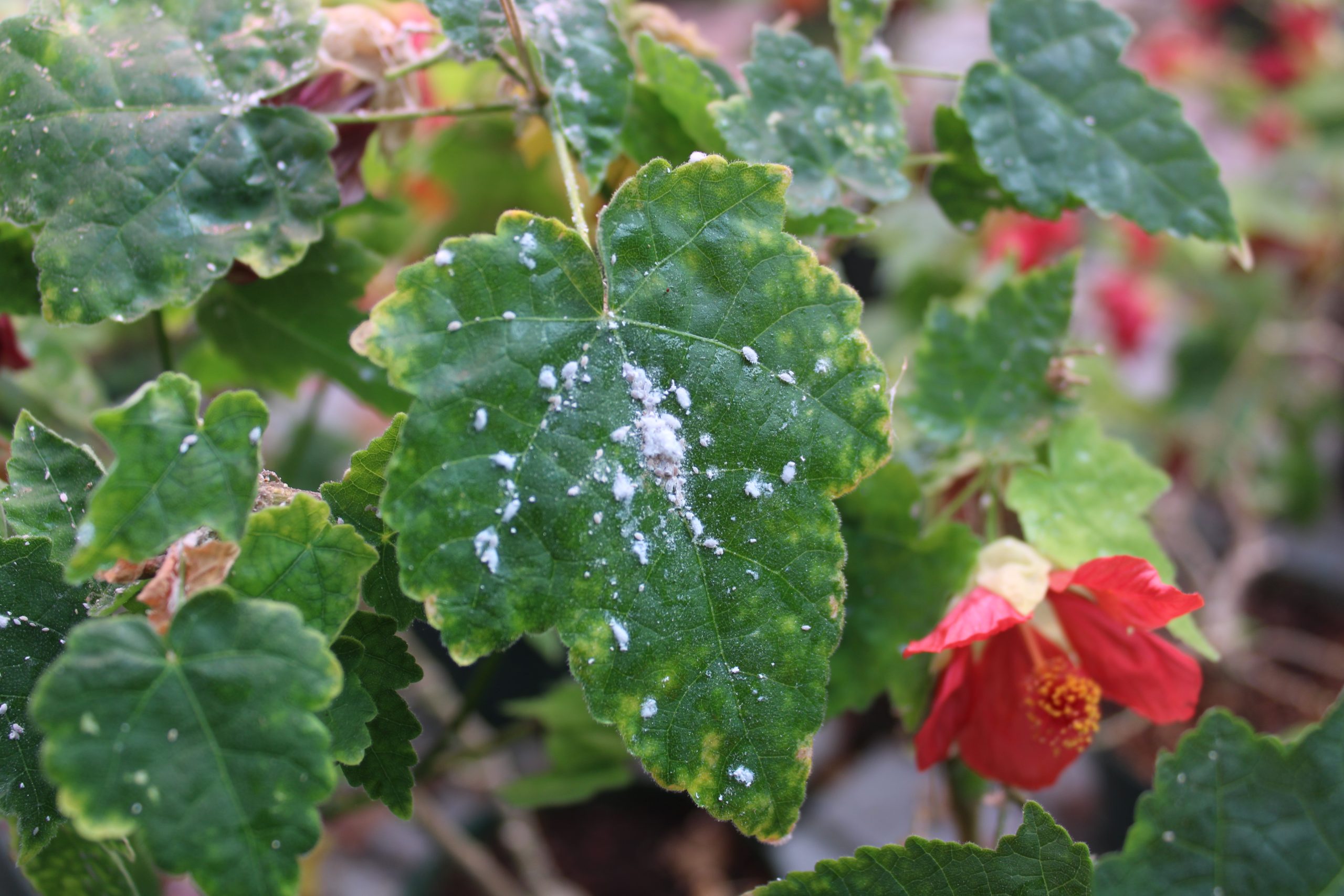 damaged plant leaves- mealybugs