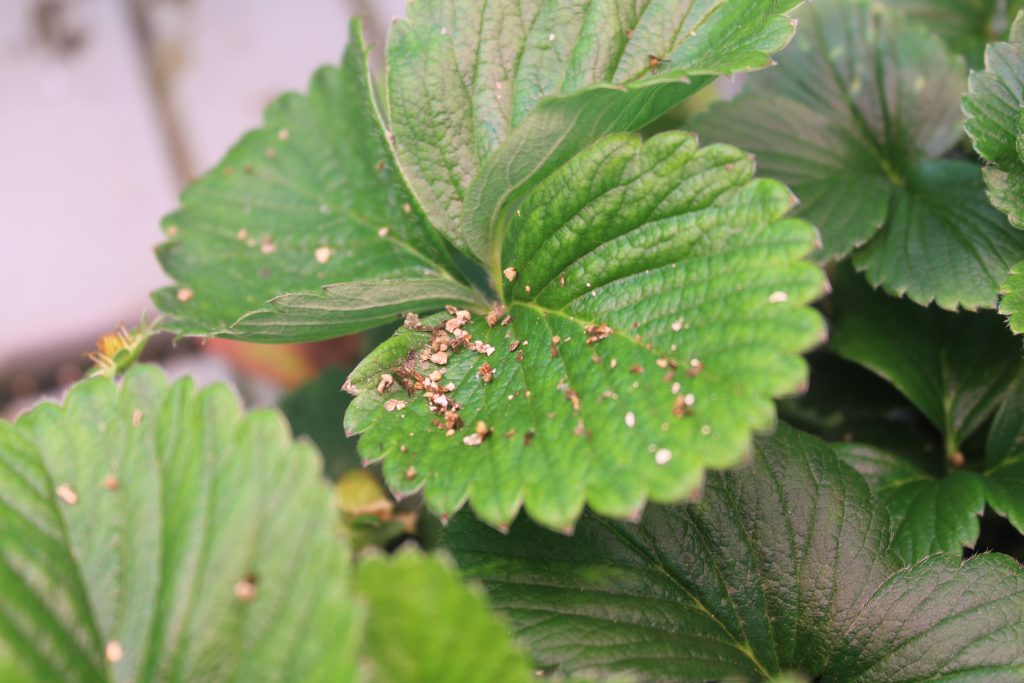 predatory mite dispersal carrier on strawberry leaves