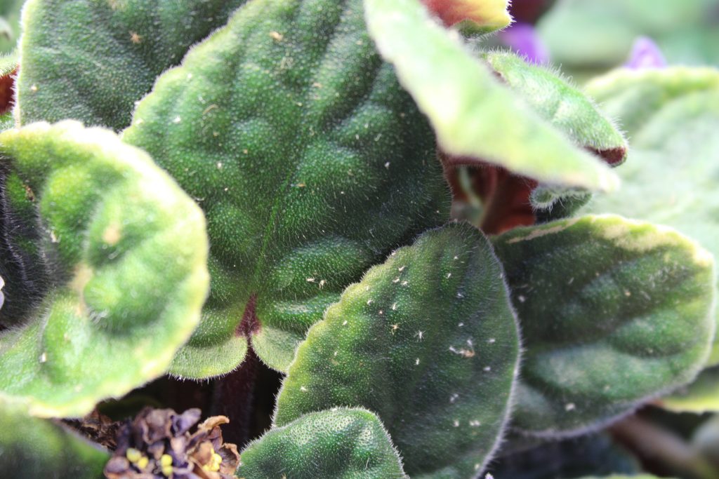 insect remnants on African violet leaves