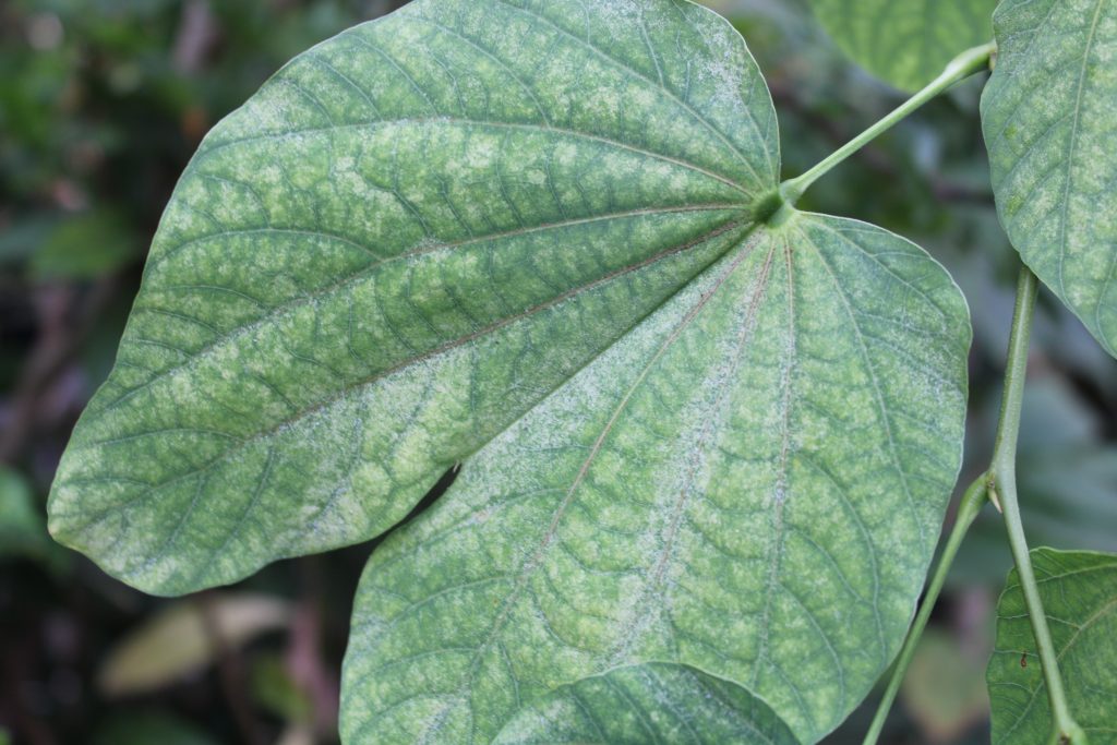 leaf damaged by spider mites