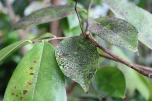 sooty mold