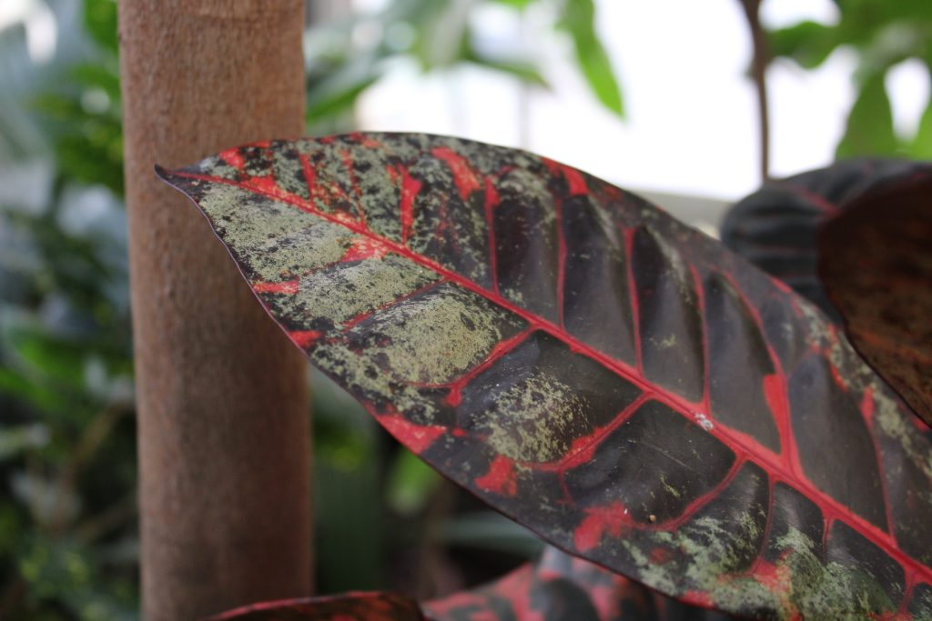 thrips damage on croton leaves