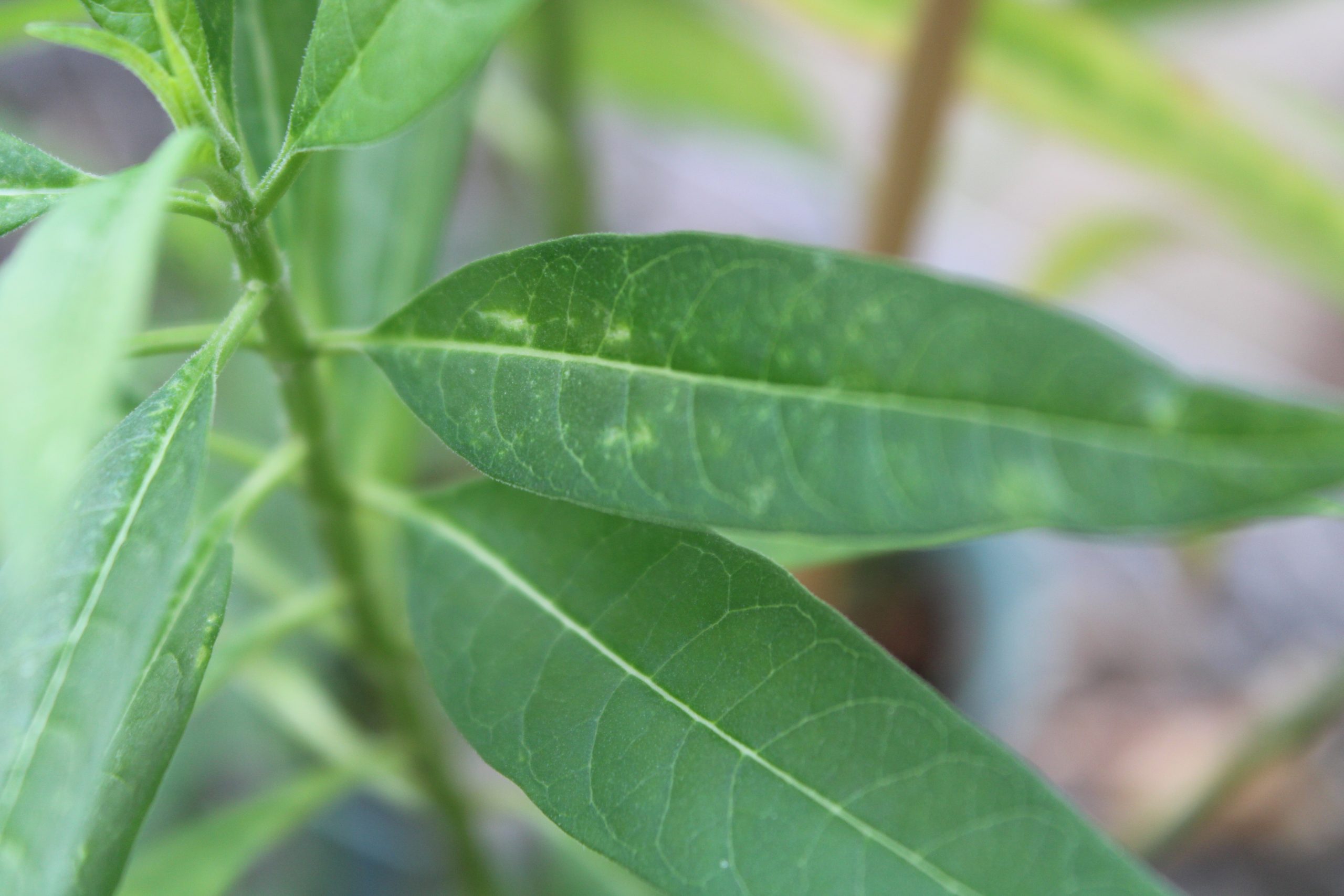 damaged plant leaves- thrips