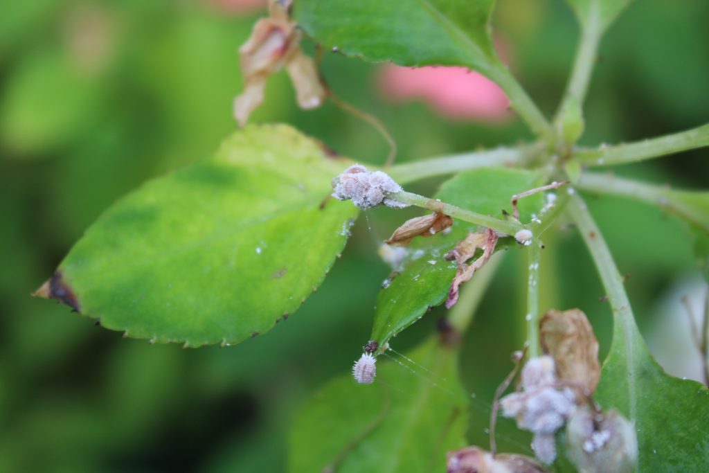 citrus mealybugs