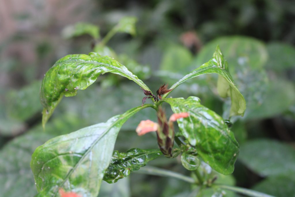 leaf damage from aphids