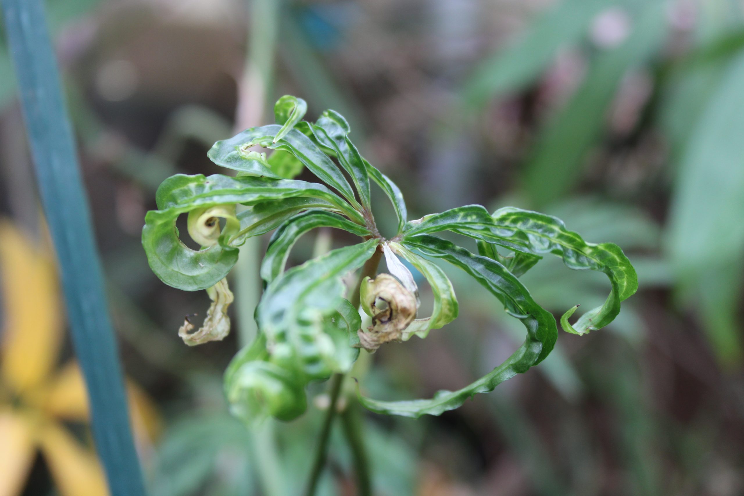 damaged plant leaves- aphids