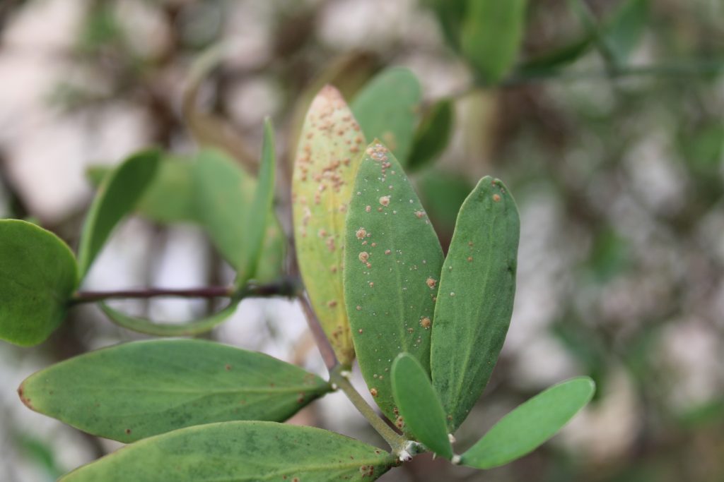 scale on plant leaves