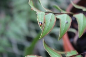 mealybug destroyer beetle