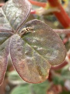 Lacewing larva