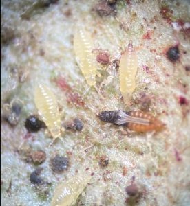 heliothrips