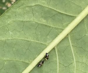 minute pirate bugs eating thrips
