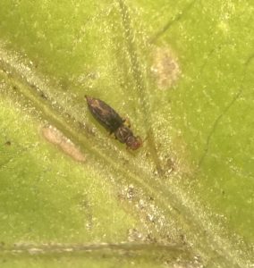 echinothrips