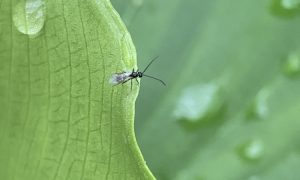 parasitoid wasp Aphidius ervi