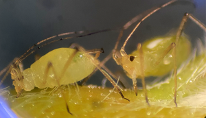 foxglove aphids