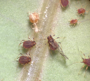 banana aphids