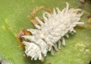 mealybug destroyer larvae