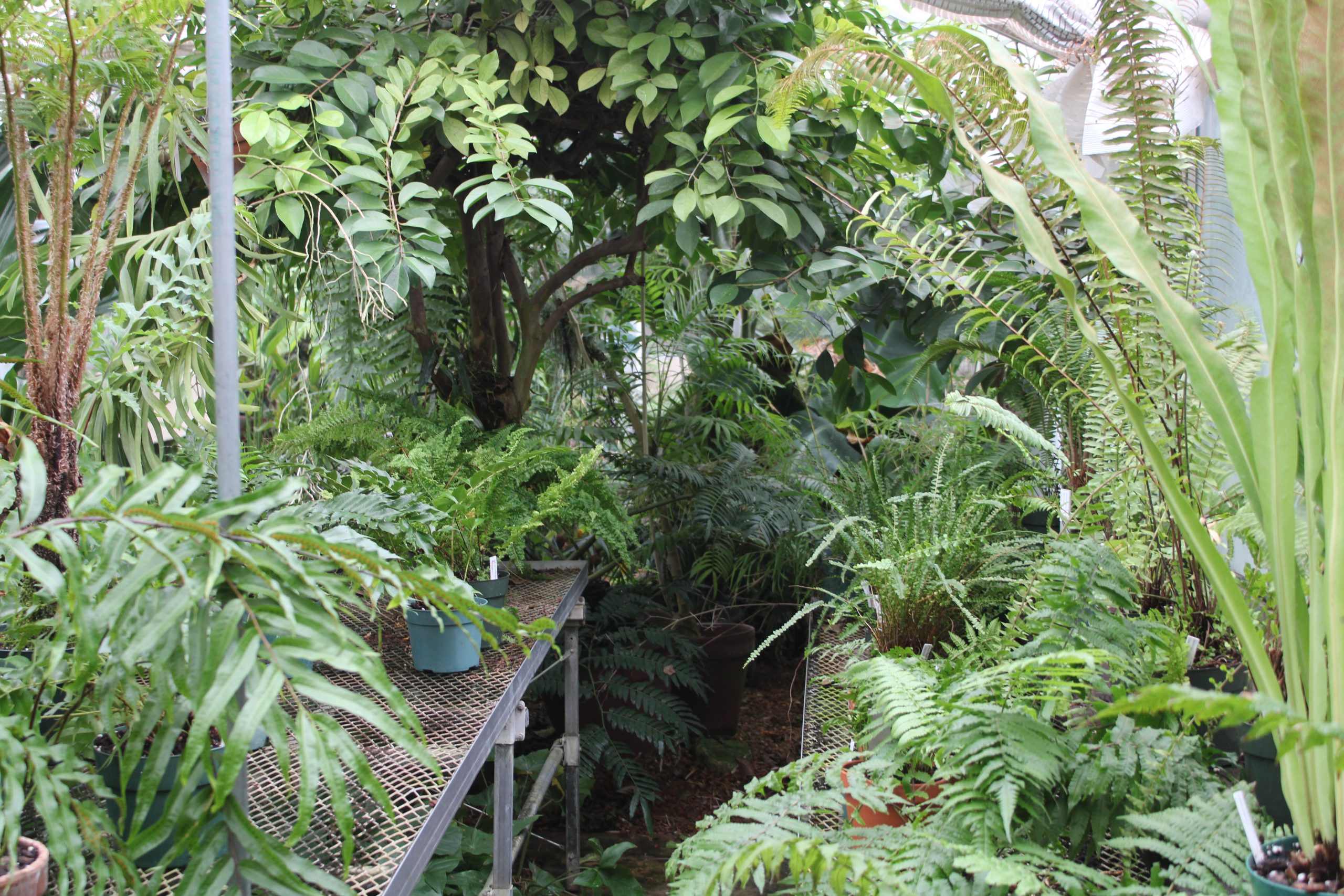 greenhouse foliage