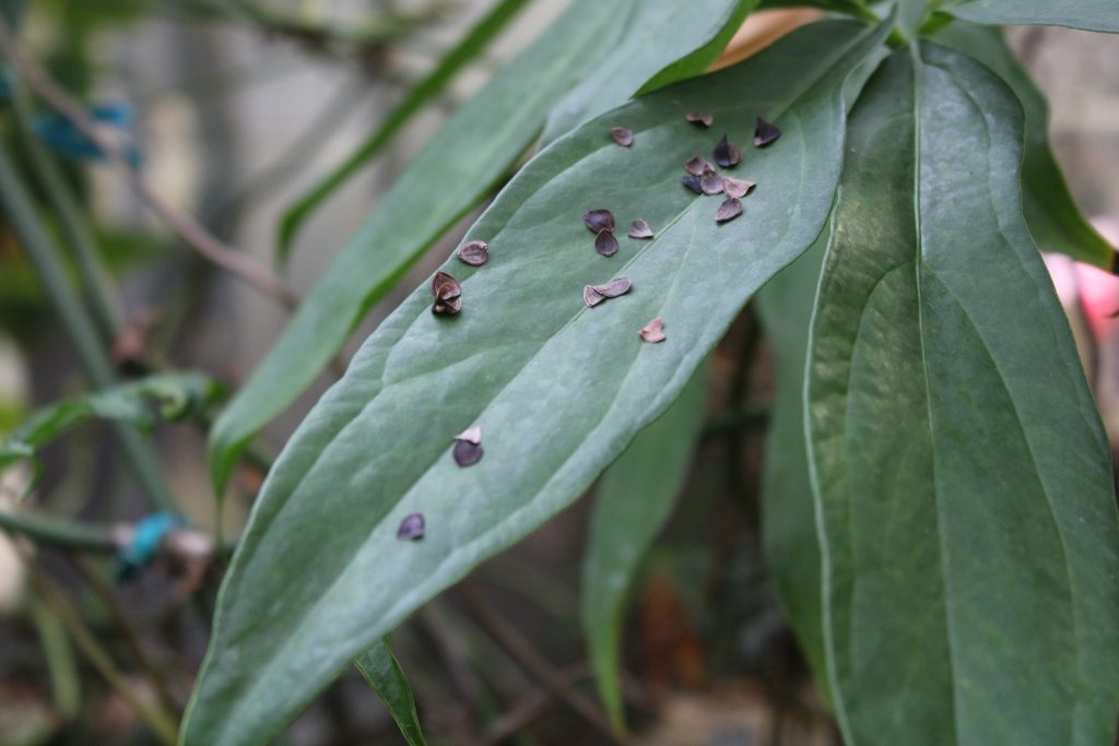 Buckwheat hull carrier on leaves