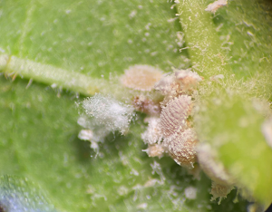 citrus mealybugs and egg mass